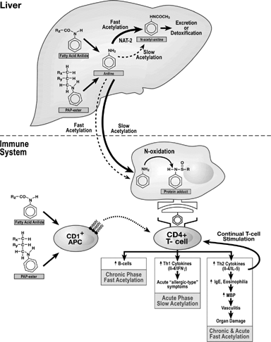 FIG. 1 Putative Sequence of Immunological Events Leading to Toxic Oil Syndrome. This figure summarizes the immune system pathways involved in developing the TOS disease state. In this model, aniline-coupled lipids are initially metabolized in the liver. The aniline moiety is either detoxified and excreted, or transported to the immune system. In immune cells, the aniline moiety may be oxidized to reactive metabolites that bind to self-proteins. These haptenated proteins may be presented as foreign to Th-cells, which secrete cytokines and initiate autoimmunity. An alternative hypothesis is that CD1+ antigen presenting cells recognize the aniline-coupled lipids directly and present them to T-cells. Solid arrows represent major pathways and dashed arrows represent alternative pathways. Adapted from Wulferink et al. (Citation2001), del Pozo et al., Citation1997, Lahoz et al. (Citation1997), Gelpi et al. (Citation2002), Bell et al. (Citation1996), and Berking et al. (Citation1998).