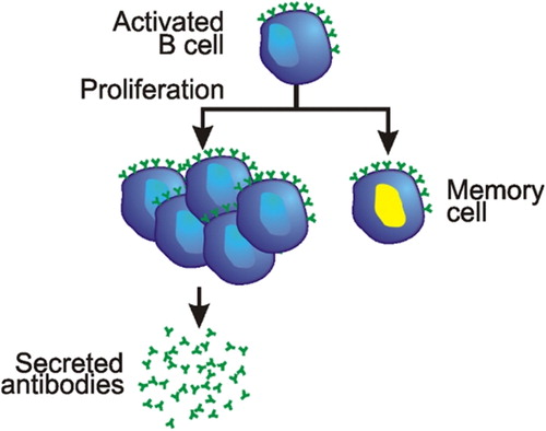 Figure 3 The proliferation of activated B cells.