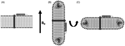 Figure 2. Oriented samples of a membrane protein in a mechanically aligned lipid bilayer and in magnetically aligned bicelles. Orientation of a membrane protein mechanically aligned in a lipid bilayer on glass plates (A), magnetically aligned in bicelles with the bilayer normal perpendicular to the direction of the magnetic field (B) and magnetically aligned in flipped bicelles with the bilayer normal parallel to the direction of the magnetic field (C). The arrow indicates the direction of the magnetic field. This picture was modified with permission from Kim (Citation2006), which was originally published in Bull Korean Chem Soc [Kim Y. Citation2006. Solid-state NMR studies of membrane proteins using phospholipid bicelles. Bull Korean Chem Soc 27:386–388], copyright by Korean Chemical Society 2006.