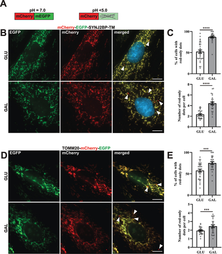 Figure 1. Reporter H9c2 cells display an increase in acidic mitochondria during galactose adaption. (A) An illustration of the pH-sensitive tandem fluorescent reporter mCherry-EGFP at different pH levels (red and green at neutral pH and red-only at acidic pH). (B) Representative widefield fluorescence microscopy images of H9c2 cells with a stable expression of the mCherry-EGFP-SYNJ2BP-TM reporter grown in glucose (GLU) or adapted to galactose (GAL) media. (C) Quantification of the percentage of cells containing red-only dots and quantification of the number of red-only dots per cell in cells with red-only dots in glucose vs galactose media for cells with the mCherry-EGFP-SYNJ2BP-TM reporter. (D) Representative widefield fluorescence microscopy images of H9c2 cells with a stable expression of the TOMM20-mCherry-EGFP reporter grown in glucose (GLU) or adapted to galactose (GAL) media. (E) Quantification of the percentage of cells containing red-only dots and quantification of the number of red-only dots per cell in cells with red only dots in glucose vs galactose media for cells with the TOMM20-mCherry-EGFP reporter. Data presented in (C) and (E) is shown as mean ± SEM from 3 independent experiments, with more than 100 cells in each condition. The individual datapoints are per frame cell averages.