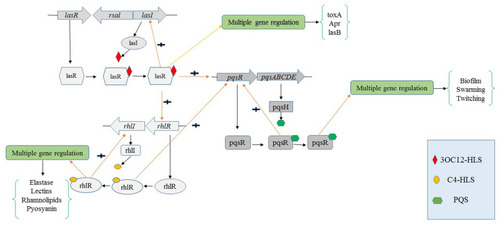 Figure 2 Graphical plot of the quorum-sensing system of P. aeruginosa. The AIs 3OC12-HSL, C4-HSL, and PQS/HHQ are synthesized by the AIs synthases, LasI, RhlI, and PqsABCDE, respectively. AIs are also identified by the receptors in the cell cytoplasm LasR, RhlR, and PqsR. Protein receptors in the cell cytoplasm regulate the expression of its corresponding AIs synthase as well as new targets, as demonstrated by the arrows. Arrows labeled (+) demonstrate a positive feedback.