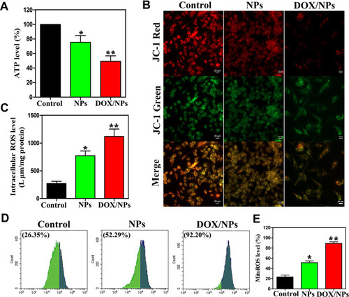 Figure 3 Effect of NPs and DOX/NPs on mitochondrial function. (A) The relative ATP levels indicated by protein content after NPs or DOX/NPs treatment for 48 h. (B) The representative images of mitochondrial membrane potential determined by confocal microscopy. The cells with green-positive and red-negative fluorescence were counted as depolarized cells. (C) The relative fluorescent intensity of intracellular ROS level. (D) The relative fluorescent intensity and (E) flow cytometry of MitoROS levels. The data represent mean ±SD. n=3–4. *p<0.05 vs control, **p<0.01 vs NPs.