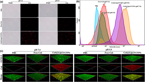 Figure 3 Enhanced bacteria association of Ce6@Lipo/UCONs. (a) Fluorescence microscope observation and (b) flow cytometry analysis of MRSA suspensions treated with different formulations (free Ce6 and Ce6@Lipo/UCONs) at pH 7.4 and 5.5, respectively. (c) 3D CLSM images of MRSA biofilms treated with different formulations (PBS, free Ce6 and Ce6@Lipo/UCONs) at different pHs (7.4 and 5.5).