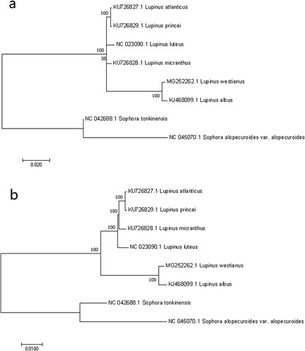 Figure 8. Phylogenetic relationships based on the chloroplast genomes of six Lupinus species and two Sophera species with the ML and NJ method. (a) ML tree; (b) NJ tree. Sophera species was selected as the outgroup. Numbers on the left side at the branches represent bootstrap values.