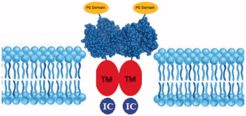 Figure 1. Structure of CA IX isoenzyme. (PG: Proteoglycan domain; TM: Transmembrane domain; IC: Intracellular domain).