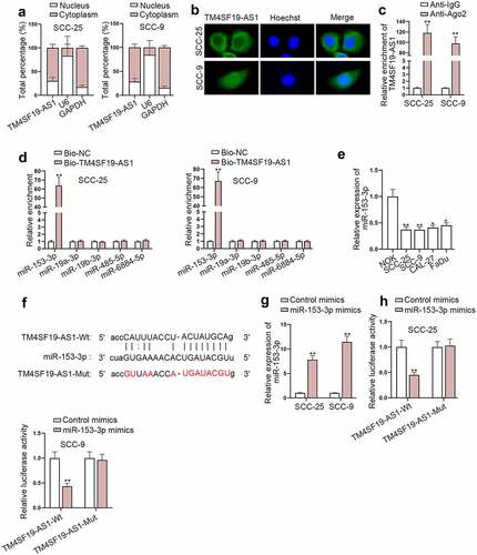 Figure 3. TM4SF19-AS1 sequesters miR-153-3p in HNSCC cells. (a) Nuclear and cytoplasmic TM4SF19-AS1 distribution in HNSCC cells was detected through subcellular fractionation assay. (b) The main distribution of TM4SF19-AS1 in HNSCC cells was manifested via FISH assay. (c) TM4SF19-AS1 enrichment in Ago2 protein was presented in RIP assay results. (d) The enrichment of predicted miRNAs in the biotinylated TM4SF19-AS1 probe was ascertained through RNA pull down assay. (e) MiR-153-3p level in HNSCC cells and NOK cells was quantified through RT-qPCR analysis. (f) The sequence alignment of miR-153-3p and its projected binding sites in TM4SF19-AS1 were displayed. (g) The overexpression efficacy of miR-153-3p mimics was tested with the use of RT-qPCR. (h) The luciferase activities of TM4SF19-AS1-Wt and TM4SF19-AS1-Mut were evaluated by luciferase reporter assay before or after miR-153-3p up-regulation. * P < .05, ** P < .01.