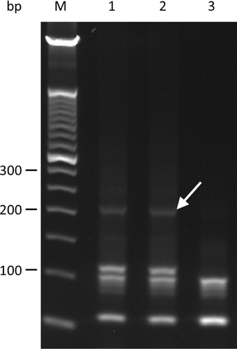 Figure 2. Image of a 2% (w/v) agarose E-Gel (Life Technologies) of the products of Hi-Plex PCR applied to 100 ng LCL-derived DNA.M indicates 50 bp ladder (Life Technologies). Lanes 1 to 3 were loaded with 1.5 µL Hi-Plex products after applying the thermocycling conditions described in the main text. Hi-Plex reactions for the products loaded in lanes 1 and 2 contained genomic DNA template, whereas the reaction for the product loaded in lane 3 had the equivalent template volume substituted with water (no DNA control). The arrow indicates the library band.