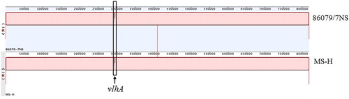 Figure 2. MAUE alignment of the complete genomic sequence of M. synoviae strains 86079/NS and MS-H. The expressed vlhA gene in highlighted with a black box.