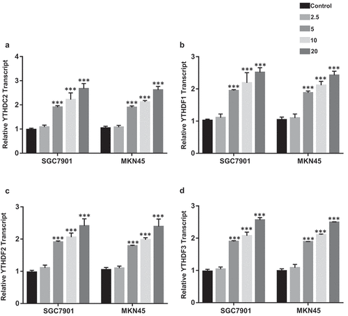 Figure 4. The effect of Ibuprofen on the expression of m6A readers in SGC7901 and MKN45 cells. The qPCR results of YTHDC2 (a), YTHDF1 (b), YTHDF2 (c), and YTHDF2 (d) in SGC7901 and MKN45 cells. Results are represented as mean fold-change ± SD (n = 3). Statistical significance was determined by one-way ANOVA with the Bonferroni multiple comparisons test (***p < 0.001).