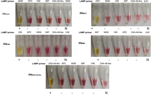 Figure 2 The specificity of the LAMP primers.