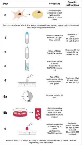 Figure 1. Schematic overview of the reverse siRNA transfection protocol.