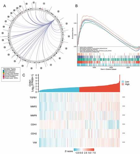 Figure 5. Functional enrichment analysis of CHN1.(a) Interrelation between CHN1 and other genes in GC. (b) GSEA for CHN1.(c) Relationship between CHN1 and six EMT-related factors. Red lines represent a positive correlation and blue lines represent a negative correlation