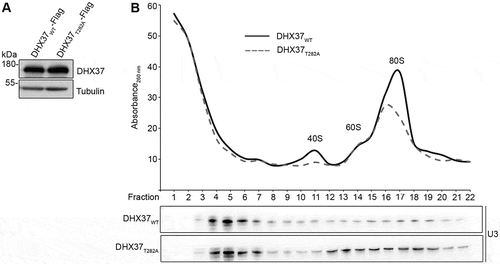 Figure 5. The U3 snoRNA accumulates on pre-ribosomes upon expression of catalytically inactive DHX37. (a) HEK293 cells capable of expression of DHX37-Flag or DHX37T282A-Flag were transfected with siRNAs against DHX37 and 24 h prior to harvesting, expression of the tagged proteins was induced by addition of tetracycline. To confirm equal expression levels, proteins were analyzed by western blotting using antibodies against DHX37 and tubulin. (b) Whole cell extracts prepared from HEK293 cells treated as in (a) were separated by sucrose density gradient centrifugation. The optical density of each faction at 260 nm was determined and used to generate a profile on which the peaks corresponding to ribosomal and pre-ribosomal complexes are indicated. RNA extracted from the gradient fractions described in (b) was separated by denaturing PAGE and transferred to a nylon membrane. Northern blotting was performed using a [32P]-labelled probe hybridizing to the U3 snoRNA. The experiments shown in this figure were performed in triplicate and representative data are shown.