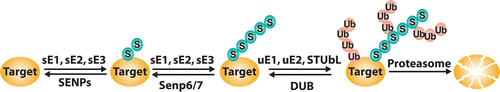 Figure 1 Schematic representation of STUbL degradation pathway. Enzymes of the SUMO conjugation pathway are indicated with s (sE1, sE2, sE3), while enzymes involved in ubiquitin conjugation are indicated with u (uE1, uE2) or as STUbL (E3 enzyme). SENPs are SUMO deconjugating enzymes, while DUBs are ubiquitin deconjugating enzymes.