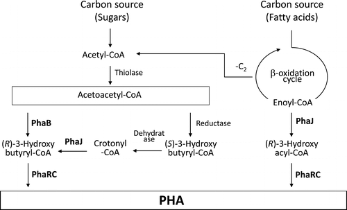 Fig. 1. Proposed metabolic pathway for polyhydroxyalkanoate (PHA) metabolism in B. cereus YB-4.Citation2)