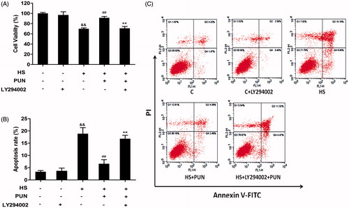 Figure 7. Effect of PUN and selective inhibitor LY294002 on heat stress-induced cell death and apoptosis in IEC-6 cells. Cells were pretreated with 10 μM LY294002 for 1 h, incubated with PUN (10 μM) for another 12 h, and then exposed to 42 °C for 6 h. (A) Cell viability was measured by the MTT assay. (B) and (C) Cell apoptosis was determined by the annexin V-FITC/PI staining assay. Data are expressed as mean ± S E M of three independent experiments. Differences between mean values were assessed by one-way ANOVA. ##p < 0.01 compared with the heat-stressed group; **p < 0.01 compared with the PUN treatment group; &&p < 0.01 compared with the control group.