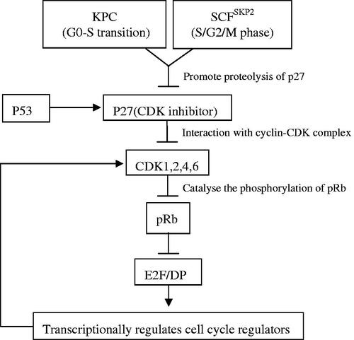 Figure 2. A regulatory network affecting the depth of quiescence.