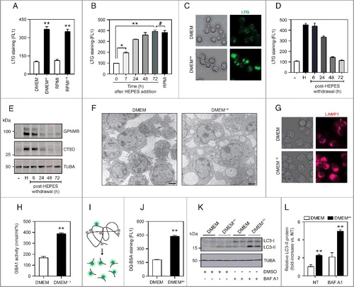 Figure 1. HEPES drives lysosomal biogenesis in cultured RAW264.7 macrophages. (A) Flow cytometric analysis (FL1) of LTG-stained RAW cells grown in either DMEM (31966), DMEM (32430; containing HEPES), RPMI (61870), or RPMI (22409; containing HEPES). (B) Time-course analysis of LTG staining in cells grown in DMEM supplemented with HEPES (25 mM) for 6–72 h. RPMI-grown cells served as a positive control. (C) Fluorescence microscopy analysis of LTG-stained RAW cells cultured in DMEM or DMEM+H for 24 h. (D-E) RAW cells were adapted to grow in DMEM (32430; containing HEPES) for 7 d, after which culture media were replaced by HEPES-free DMEM (31966) for 6–72 h. A time course for (D) LTG staining and (E) Immunoblot analysis of GPNMB and CTSD protein levels. (F) Transmission electron microscopy (TEM) analysis of RAW cells grown in either DMEM or DMEM+H for 24 h. Scale bar: 1 µm. (G) Phase-contrast and immunofluorescence microscopy analysis of LAMP1-stained cells. (H) Analysis of GBA1 enzymatic activity using a 4-MU-based assay in RAW cells grown in DMEM or DMEM+H for 24 h. (I) Schematic illustration of the DQ-BSA reagent used for quantifying lysosomal proteolytic activity. DQ-BSA added to culture media is rapidly endocytosed, but only emits a fluorescent signal after cleavage by proteases inside lysosomes. (J) Flow cytometric analysis of DQ-BSA cleavage (FL1) in RAW cells grown in DMEM or DMEM+H for 24 h. (K) Western blot analysis and (L) quantification of LC3-II protein levels in RAW cells grown in DMEM or DMEM+H for 24 h, and where indicated treated with bafilomycin A1 (BAF A1; 100 nM) for the last 2 h. Values are expressed as mean ± SEM, n = 3-4 in A-L. **P<0.01.