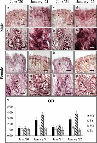 Figure 6. High Iron Diamine (HID) staining of secretory cells in the foot of male (a-h), and female (i-p) C. gallina. For each sex, the top images (a-d for males; i-l for females) show the variation of secretion between summers (June) and winters (January) conditions in the surface cells (e), whereas the bottom images (e-h for males; m-p for females) shows the stain of subepidermal glands (arrowheads) in the same periods. (q) Plot of mean OD values for male surface cells (black), female surface cells (white), male subepidermal cells (striped), and female subepidermal cells (dotted). Summer values (June 20 and June 21) in males are significantly lower than the corresponding winter ones (January 21 and January 22). In female moderate, non-significant variation is seen. Abbreviations: Fe, surface cell in female; Fs, subepidermal cell in female; Me, surface cell in male; Ms, subepidermal cell in male. Scale bars: 10 µm.