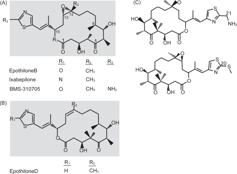 Figure 1 Chemical structures of the epothilones under clinical development. (A) Structure of epothilone B, ixabepilone, and BMS-310705. (B) Structure of epothilone D. (C) Structure of epothilone D second generation. From Fumoleau P, Coudert B, Isambert N, et al. 2007. Novel tubulin-targeting agents: anticancer activity and pharmacologic profile of epothilones and related analogues. Ann Oncol, 18(Suppl 5):v9–15, by permission of Oxford University Press © 2007.