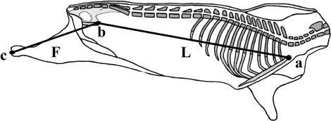 Figure 1. Guinea pig carcass measurements, schematic midsagittal view: carcass length (L), a–b distance; hid limb length (F), b–c distance.