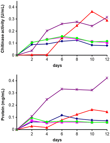 Figure 5. Time course of chitinase production in the culture supernatant.
