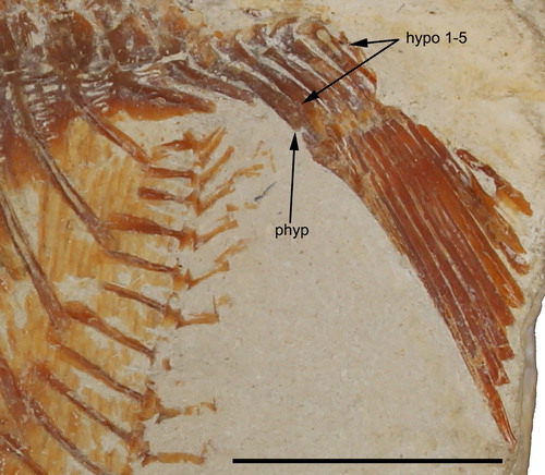 FIGURE 7. Flagellipinna rhomboides, gen. et sp. nov., MNHN.F.HAK1972b, paratype, caudal endoskeleton. Abbreviations: hypo 1–5, hypochordals 1–5; phyp, parhypural. Scale bar equals 1 cm.