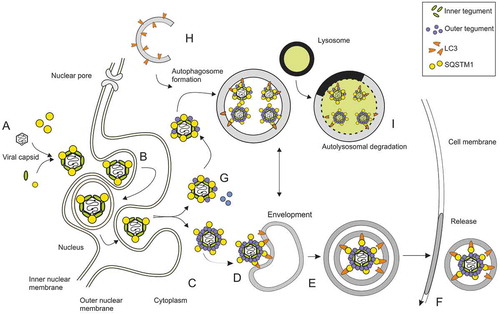 Figure 10. Hypothetical model of autophagy and viral morphogenesis as simultaneous, competing processes. HCMV capsids are assembled in the cell nucleus. The inner tegument protein pp150 covers the viral capsid in the nucleus to stabilize it. SQSTM1 is present in the nucleus and interacts with capsids (A). Capsids are transported through the nuclear membrane by the process of envelopment and de-envelopment (B). Capsids are transported to cVACs, where they are decorated with proteins of the outer tegument (C). One or more of these tegument proteins may interact with SQSTM1 or other autophagy receptor proteins, possibly via ubiquitin or other small modifiers, enabling interaction with LC3-II-conjugated membranes to foster envelopment (D). How membranes of other sources merge into this process is unclear at this point. Vesicles containing one or more viral particles are then transported to the cell periphery (E), where they fuse with the plasma membrane to release viral particles (F). The findings that capsid proteins precipitate with SQSTM1 and that SQSTM1 interacts with viral capsids already in the nucleus, foster the hypothesis that capsids and attached inner tegument proteins are tagged with autophagy receptor proteins (G) to label them for autolysosomal degradation (H, I). The inhibition of autophagy may lead to an increase in “tegumented” capsids, and other membrane sources may compensate for the loss of LC3-positive membranes in the process of HCMV secondary envelopment