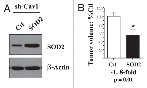 Figure 5 Mitochondrial SOD2 significantly reverts the tumor promoting phenotype of Cav-1 deficient fibroblasts. We have previously shown that loss of Cav-1 increases ROS production in stromal fibroblasts. To combat the resulting oxidative stress, we stably overexpressed SOD2 in Cav-1 knock-down fibroblasts, using a lenti-viral vector with puromycin resistance. Cav-1 knock-down cells were transfected with the empty vector alone, in parallel. Then, these two fibroblast lines were co-injected with MDA-MB-231 cells into the flanks of nude mice. Note that overexpression of SOD2, a mitochondrial enzyme that deactivates super-oxide, is sufficient to reduce the tumor promoting effects of Cav-1 knock-down fibroblasts by nearly 2-fold. An asterisk indicates that p = 0.01 (B). The overexpression of SOD2 was validated by western blot analysis (A). The expression of b-actin is shown as a control for equal protein loading. N ≥ 9 flank injections for each experimental group.