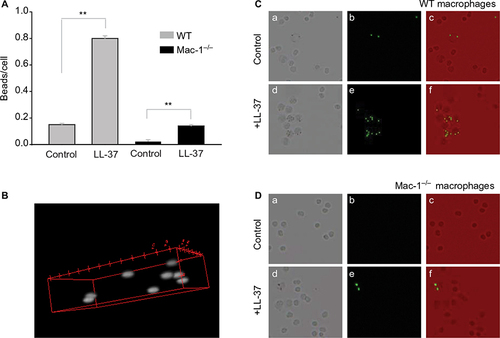 Figure 9 Effect of LL-37 on phagocytosis of latex beads by Mac-1-deficient macrophages.