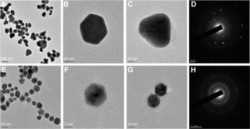 Figure 2 FE-TEM analysis of D-AgNPs and D-AuNPs.Notes: TEM image of D-AgNPs in which the scale bar represents 200 nm (A), high-resolution image of a single nanocrystal at 50 nm (B) and 20 nm (C), SAED pattern (D). TEM image of D-AuNPs in which the scale bar corresponds to 20 nm (E), high-resolution image of a single nanocrystal at 5 nm (F) and 10 nm (G), and SAED pattern (H).Abbreviations: TEM, transmission electron microscopy; SAED, selected area electron diffraction; D-AgNPs, Dendropanax silver nanoparticles; D-AuNPs, Dendropanax gold nanoparticles.