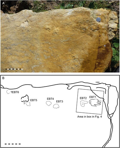 Figure 2. EBT (Enigmatic Burniston Trackway): A, preserved as a positive hypichnion; B, interpretive drawing. Scale 100 mm, same throughout.
