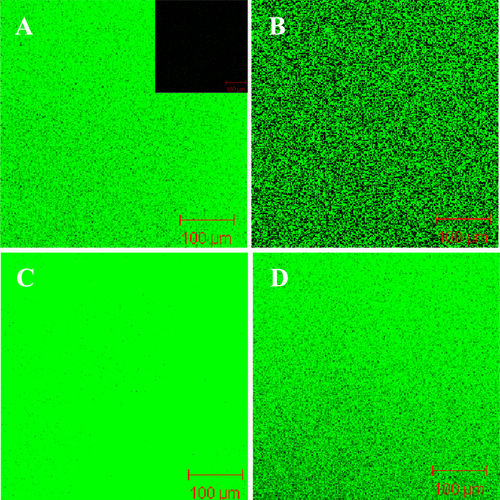 Figure 5. Confocal fluorescence images of NTR7450 supported DPPC/MO and DOPC/MO bilayers with 0.5 wt% NBD-PE. (A) DPPC (RMO = 0), (B) DPPC/MO (RMO = 5/5), (C) DOPC (RMO = 0), (D) DOPC/MO (RMO = 5/5). Inset of (A) is the fluorescence image of virgin NTR7450.