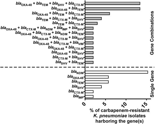 Figure 2 Distribution of carbapenemases and ESBLs encoding genes among the carbapenem-resistant K. pneumoniae isolates A bar graph showing the percentages of carbapenem-resistant K. pneumoniae isolates (n=52) harboring genes encoding carbapenemases (blaOXA-48, blaNDM, blaVIM, and blaIMP) and ESBLs (blaCTX-M, blaTEM, and blaSHV) either in combination (grey bars) or as single genes (white bars).