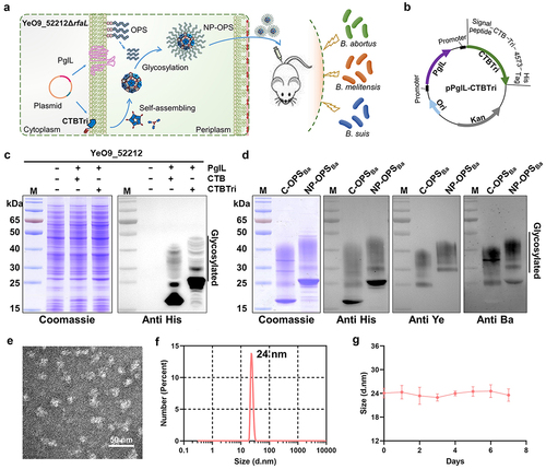 Figure 1. Purification and characterisation of C-OPSBa and CTBTri-OPSBa. a) schematic diagram of the process of CTBTri-OPSBa nanovaccine expression in YeO9_52212 cell and vaccination in mice, and the subsequent pathogen challenge in vaccinated mice. b) the plasmid map of pPglL-CTBTri. c) YeO9_52212 was transformed with expression plasmids and then induced with IPTG (0.1 mM), and Coomassie blue staining and western blotting using a 6 × His tag antibody were performed to analyse the glycosylated expression of CTB and CTBTri in YeO9_52212. d) after purification, the C-OPSBa and CTBTri-OPSBa were analysed by Coomassie blue staining, western blotting using anti 6 × His Tag, anti-Y. enterocolitica O:9 (anti Ye), and anti-B. abortus (anti Ba) antibodies. e) TEM image and F) DLS analysis of the purified NP-OPSBa. G) DLS analysis of NP-OPSBa stored at room temperature at different time points.