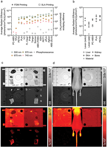 Figure 3. The optical emission profiles of 3D printed materials may interfere in biomedical imaging applications. (a). Phosphorescent and fluorescent signal detected following excitation by wavelengths corresponding to white light (photograph), GFP (500 nm), mCherry (570 nm), Cy5.5 (675 nm), and AlexaFluor 750 (745 nm). (b,c). Quantification of autofluorescence from liver (l), kidney (k), skin (s), and bone (b) samples when imaged alone on lexan (solo; not pictured), adjacent to 3D printed material on lexan (adj; C, bottom right), on top of PETG (C, top left), PLA (C, top right), and PC-ABS (C, bottom left) to illustrate the impact of material fluorescence when imaging biological samples. (d). Naïve mouse imaged between the same samples in C. Fluorescence-only images given in bottom rows of C and D. Emission intensity reported as counts for photographs, average radiance for phosphorescence, and average radiant efficiency for fluorescence.