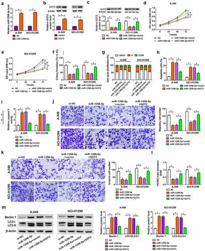 Figure 6. Overexpression of GOT2 abrogated miR-1298-5p-mediated NSCLC progression in vitro. (a) miR-1298-5p level was examined in NC or miR-1298-5p-transfected A-549 and NCI-H1299 cells by RT-qPCR assay. (b) GOT2 protein level was assessed in NC or miR-1298-5p-transfected A-549 and NCI-H1299 cells by western blot assay. (c-m) A-549 and NCI-H1299 cells were transfected with NC, miR-1298-5p, miR-1298-5p+vector, and miR-1298-5p+ GOT2. (c) GOT2 protein level was measured in transfected A-549 and NCI-H1299 cells by western blot assay. (d and e) The detection of cell proliferation was performed by CCK-8 assay. (f) The calculation of colony number was conducted by colony formation assay. (g and h) The analysis of cell cycle distribution and apoptosis rate was carried out by flow cytometry assay. (i) The determination of caspase 3 activity was executed by special kit. (j and k) The assessment of migration and invasion was implemented by transwell assay. (l) The tube formation of HUVEC cells was detected by tube formation assay in transfected A-549 and NCI-H1299 cells. (m) The detection of Beclin1 and LC3-II/LC3I protein levels was conducted by western blot assay in transfected A-549 and NCI-H1299 cells. *P < 0.05