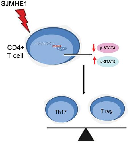 Figure 9 Schematic representation of SJMHE1 in regulating the balance of Th17/Treg cells through miR-155.