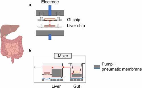 Figure 8. Schematic illustrations of multi-organ chip approaches. (a) In the gut-liver-on-a-chip system developed by Esch et al.Citation161 human primary liver cells and Caco-2 cells are cultured on the porous membranes of the single chips. Once maturation is observed, the chips are connected to set up the multi-organ model with integrated TEER electrodes; (as published by Esch et al.Citation161). (b) In the automated multi-organ design of Tsamandouras et al.Citation166 the gut and liver compartments are connected in series via peristaltic pumps; by installing a mixing chamber, the flow of the culture medium can be portioned to mimic physiological conditions.