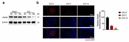 Figure 1. Ube2b expression was decreased in CCI rats