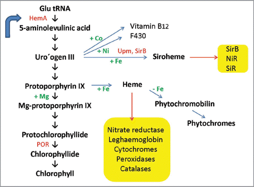 Figure 1 Tetrapyrrole biosynthesis pathway leading to chlorophylls, siroheme and phytochromes. Crucial enzymes are in red: HemA, Glu tRNA synthase, POR, protochlorophyllide oxidoreductase. Chelexed ions are in green. Yellow boxes: Enzymes and subtrates, which require siroheme and heme, respectively. Blue error: feedback regulation of HemA enzyme activity.