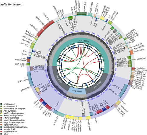 Figure 2. Schematic representation of the plastome features of Salix lindleyana. From the center outward, the first track shows the dispersed repeats. The dispersed repeats consist of direct (D) and palindromic (P) repeats, connected with red and green arcs. The second track shows the long tandem repeats as short blue bars. The third track shows the short tandem repeats or microsatellite sequences as short bars with different colors. The colors, the type of repeat they represent, and the description of the repeat types are as follows. Black: c (complex repeat); green: p1 (repeat unit size = 1); yellow: p2 (repeat unit size = 2); purple: p3 (repeat unit size = 3); blue: p4 (repeat unit size = 4); orange: p5 (repeat unit size = 5); red: p6 (repeat unit size = 6). the small single-copy (SSC), inverted repeat (IRa and IRb), and large single-copy (LSC) regions are shown on the fourth track. The GC content along the genome is plotted on the fifth track. The base frequency at each site along the genome will be shown between the fourth and fifth tracks. The genes are shown on the sixth track. The optional codon usage bias is displayed in the parenthesis after the gene name. Genes are color-coded by their functional classification. The transcription directions for the inner and outer genes are clockwise and anticlockwise, respectively. The functional classification of the genes is shown in the bottom left corner.