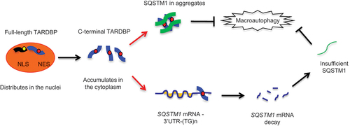 Figure 6. A proposed model for the role of SQSTM1 in clearance of cytoplasmic mutant TARDBP in the primate brain. The primate specific cleavage of TARDBP accounts for its cytoplasmic mislocalization in the primate brain. The cytoplasmic mutant TARDBP impaired the autophagic function by binding the 3ʹ-UTR of the SQSTM1 transcript to suppress SQSTM1 expression, leading to the autophagy dysfunction that can reduce TARDBP clearance in the cytoplasm. Overexpressing SQSTM1 can enhance the clearance of cytoplasmic mutant TARDBP and may be beneficial for treating TARDBP-associated neuropathology.