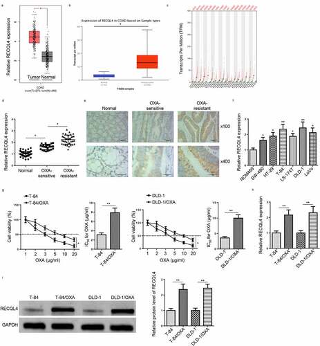 Figure 1. RECQL4 expression in OXA-resistant COAD. (a and b) The UALCAN and GEPIA websites were used to analyze RECQL4 expression between COAD and para-cancer tissues. (c) RECQL4 expression in various types of cancer tissues and corresponding normal tissues, as provided by GEPIA website. (d) RECQL4 mRNA levels in 60 pairs of normal tissues and COAD tissues (OXA-sensitive COAD tissues: n = 36; and OXA-resistant COAD tissues: n = 24) were measured by RT-qPCR. (e) RECQL4 protein expression in OXA-sensitive COAD tissues (n = 36) and OXA-resistant COAD tissues (n = 24) were detected by IHC. (f) RECQL4 mRNA levels in normal human colon epithelial cell line (NCM460), as well as COAD cell lines (SW-480, HT-29, T-84, LS-174 T, DLD-1, and LoVo) were assessed by RT-qPCR. (g) OXA IC50 was determined in the established OXA-resistant COAD cells (T-84/OXA and DLD-1/OXA) and parental COAD cells (T-84 and DLD-1) by CCK-8 assay. (h and i) RECQL4 mRNA and protein levels in T-84/OXA and DLD-1/OXA cells, as well as T-84 and DLD-1 cells were detected by RT-qPCR and Western blotting. The results are presented as the mean ± standard deviation (SD) from at least three independent experiments. *P < 0.05