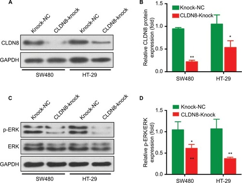 Figure 5 Knockdown of CLDN8 expression inhibits MAPK/ERK signaling pathway in vivo.Notes: (A, B) WB analysis confirmed the knockdown expression of CLDN8 in SW480 and HT-29–induced tumor. *P<0.05 when compared with Knock-NC; **P<0.01 when compared with Knock-NC. Knock-NC, the negative control group of TROP2 knockdown.Abbreviations: CRC, colorectal cancer; WB, Western blot.