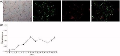 Figure 1. (A) Morphology of microencapsulated Raw 264.7 cells at 4×106 cell/ml density under the inverted optical microscopy (left panel) and fluorescence microscopy after calcein/ethidium staining the day after encapsulation. The last image on the right corresponds to the merge image of both staining. Scale bar 200 μm. (B) Metabolic activity of encapsulated Raw 264.7 cells measured by the Cell Counting Kit 8 (CCK-8) assay for three weeks. N = 3. Data are means ± SD..