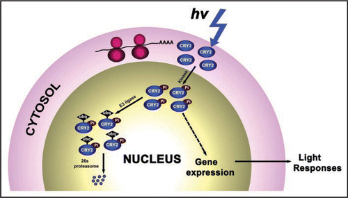 Figure 1 A model depicting the post-translational life cycle of CRY2. Pi, phosphate group; Ubq, ubiquitin.