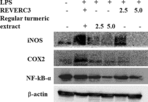 Figure 5 Effect of REVERC3 and regular curcumin on the protein expression of iNOS, COX-2 and NFkB- α in LPS stimulated RAW264.7 cells. Total proteins were isolated and analyzed by Western blot.