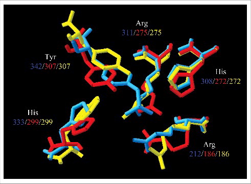 Figure 2. Overlapping of amino acids at the catalytic sites. The predicted orientation of the amino acid at the catalytic site of integrases from λ phage (blue), A. ferrooxidans ICEAfe1 (red) and A. caldus ICEAcaTY.2 (yellow) are shown. Below the amino acid name, the position in each integrase is indicated.