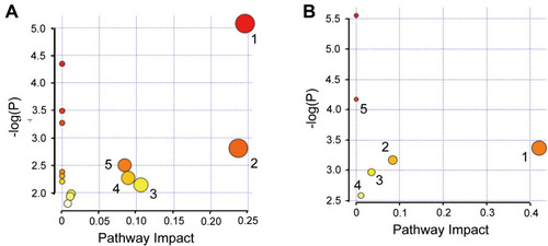 Figure 9 Bubble chart of metabolic pathways of A4 in (A) CTX-rats (1 serine and threonine metabolism; 2 glycerol metabolism; 3 glyoxylic acid and dicarboxylic acid metabolism; 4 glutathione metabolism; 5 pyruvate metabolism), and (B) HC-rats. (1 sweet starch and sucrose metabolism; 2 pyruvate metabolism; 3 galactose metabolism; 4 valine, leucine and isoleucine degradation; 5 valine, leucine and isoleucine biosynthesis).